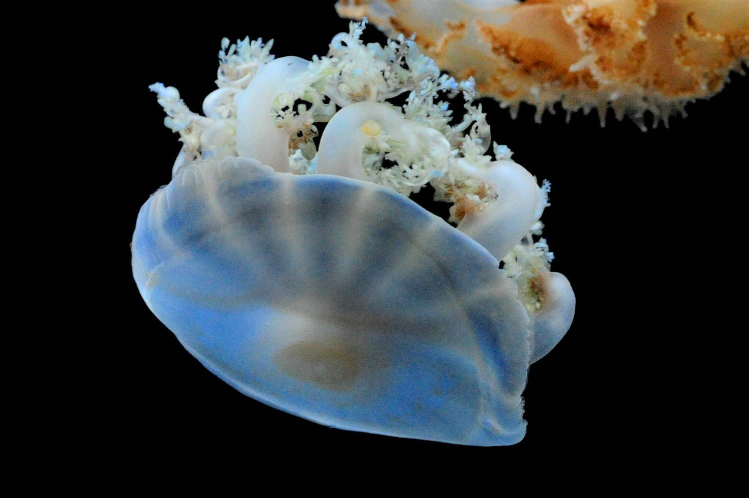 京都水族館 約1 500匹のミズクラゲが漂う360度パノラマ水槽 Gururi 登場 Emo Miu エモミュー