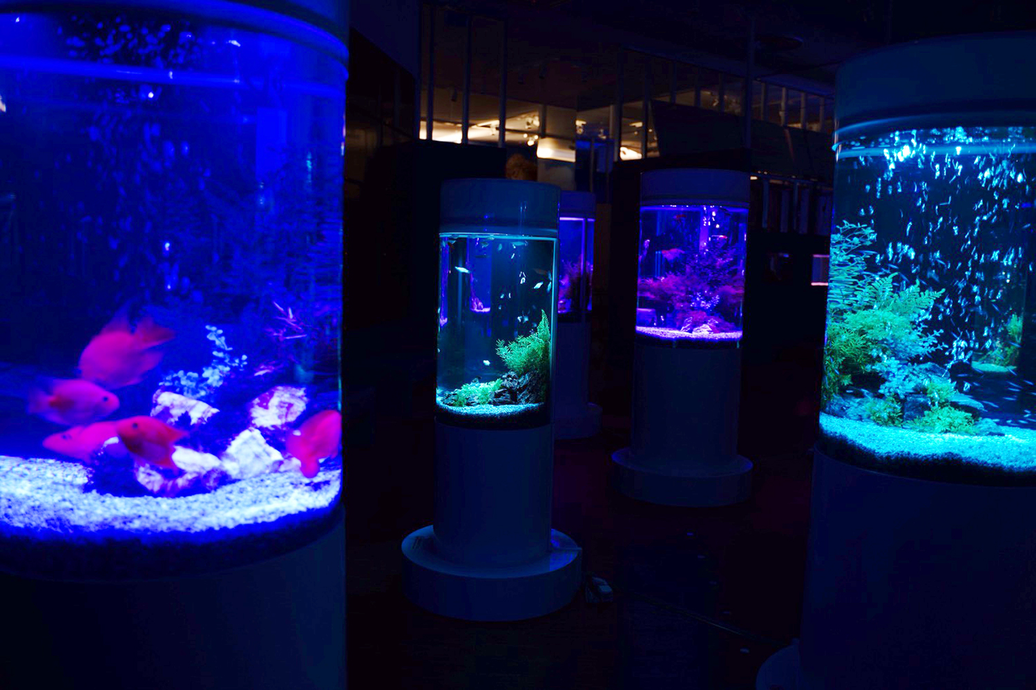 イオンモール木更津に2 000匹の美しい魚を展示するカフェ型水族館オープン 昨年のほぼ倍のスペース Emo Miu エモミュー