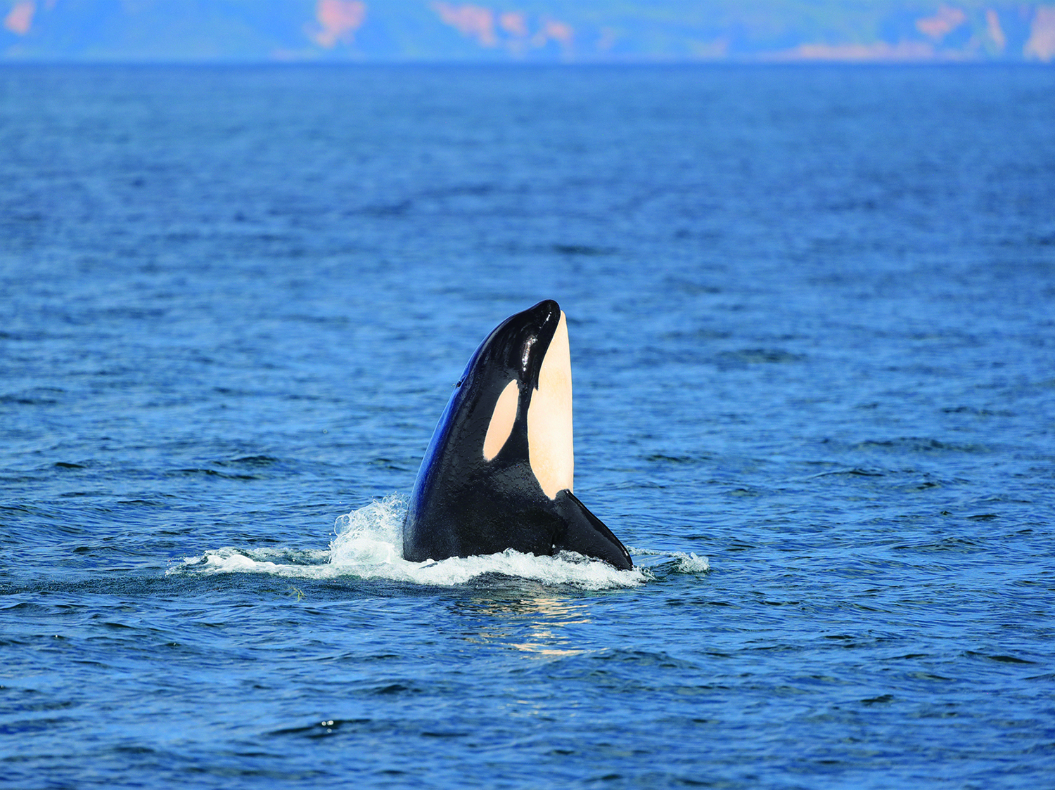 G Shock Baby G アイサーチ ジャパンコラボウォッチ登場 家族愛あふれるオルカ シャチ がモチーフ Emo Miu エモミュー