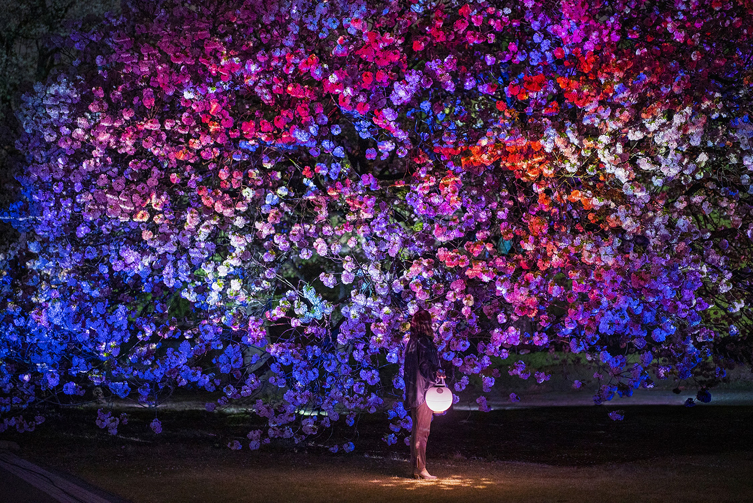 趣向倶楽部 一ノ瀬 NAKED桜の新宿御苑2023」初開催！約70種900本の桜をデジタルアートで彩る都心のお花見♪ | Emo!miu｜エモミュー
