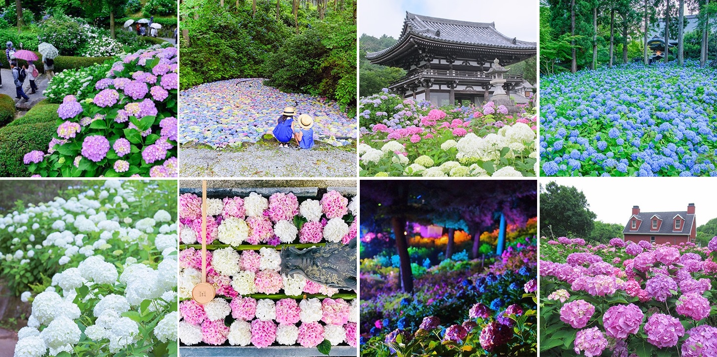 紫陽花 あじさい 雨の日 傘 カッパ かえる グラデ 撮影 コスプレ ベビー帽子 紫陽花 あじさい 雨の日 傘 カッパ かえる グラデ 撮影 コスプレ ベビー帽子