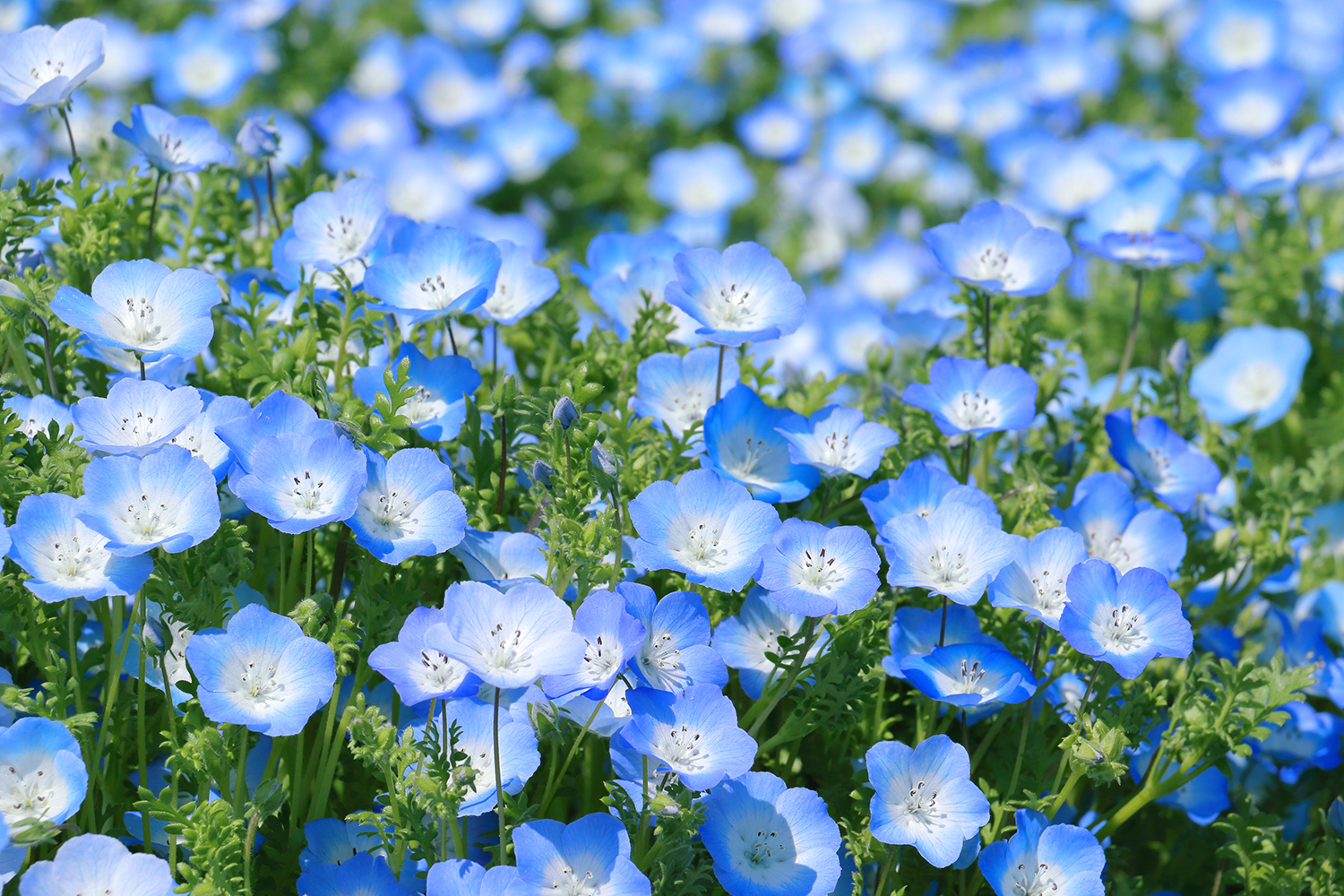 GWにまだ間に合う！]今が最高に見頃な芝桜やネモフィラの群生地へ！いつもは行かない公園へ小旅行しよ♪ | Emo!miu｜エモミュー